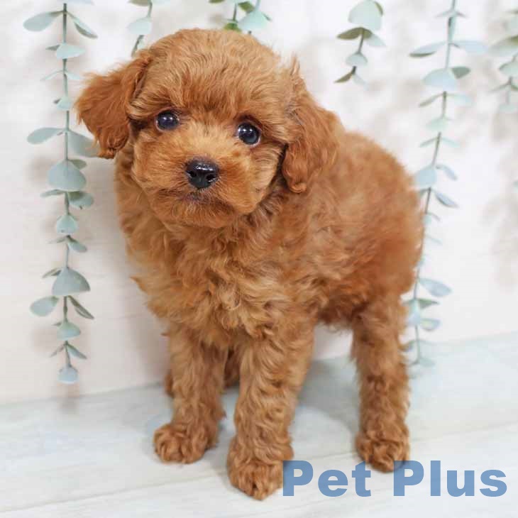 京都府のトイプードル(トイ) (ペットプラス醍醐店/2025年5月29日生まれ/男の子/レッド)の子犬