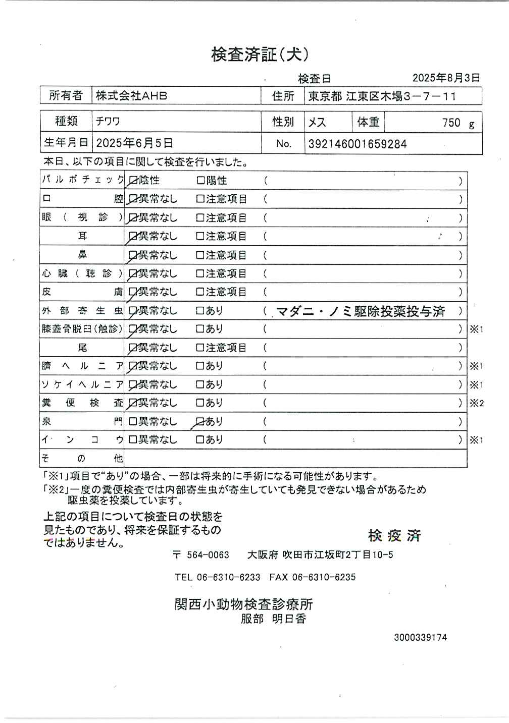 チワワ
