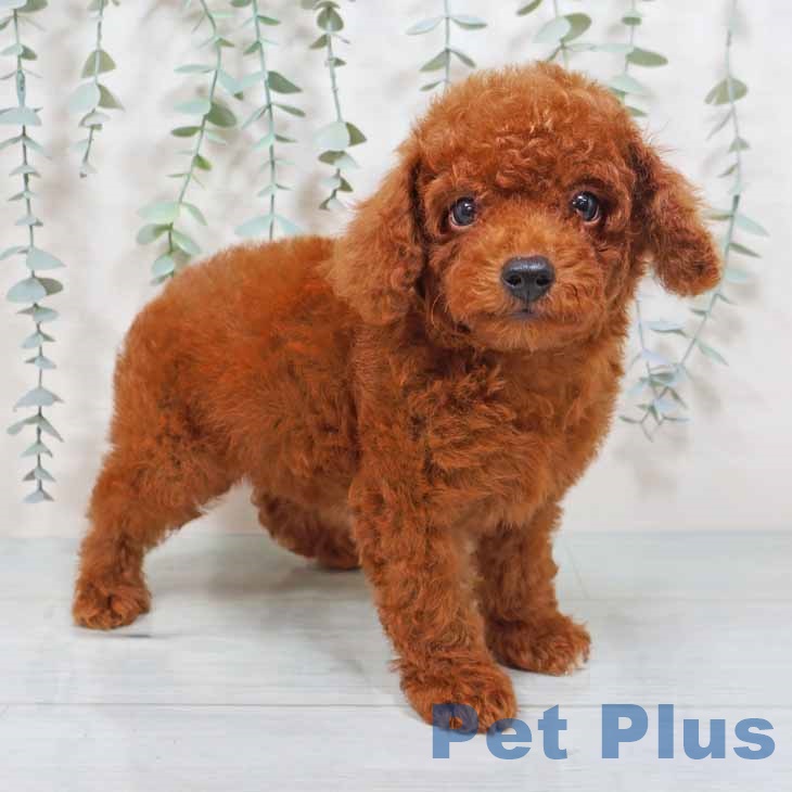 大阪府のトイプードル(トイ) (ペットプラス松原店/2025年5月24日生まれ/男の子/レッド)の子犬