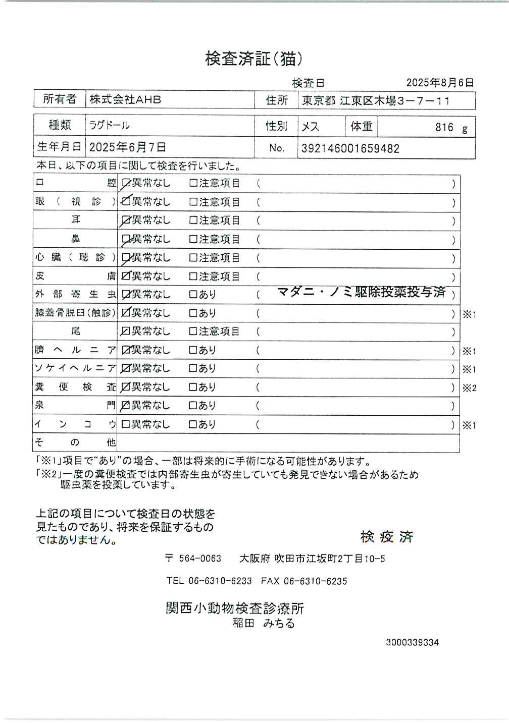 ラグドール