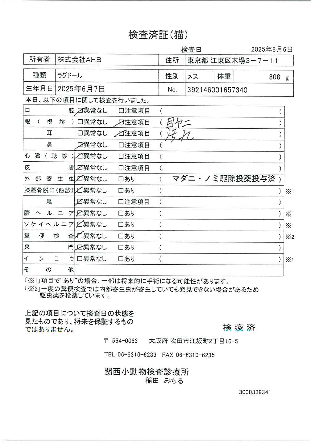 ラグドール