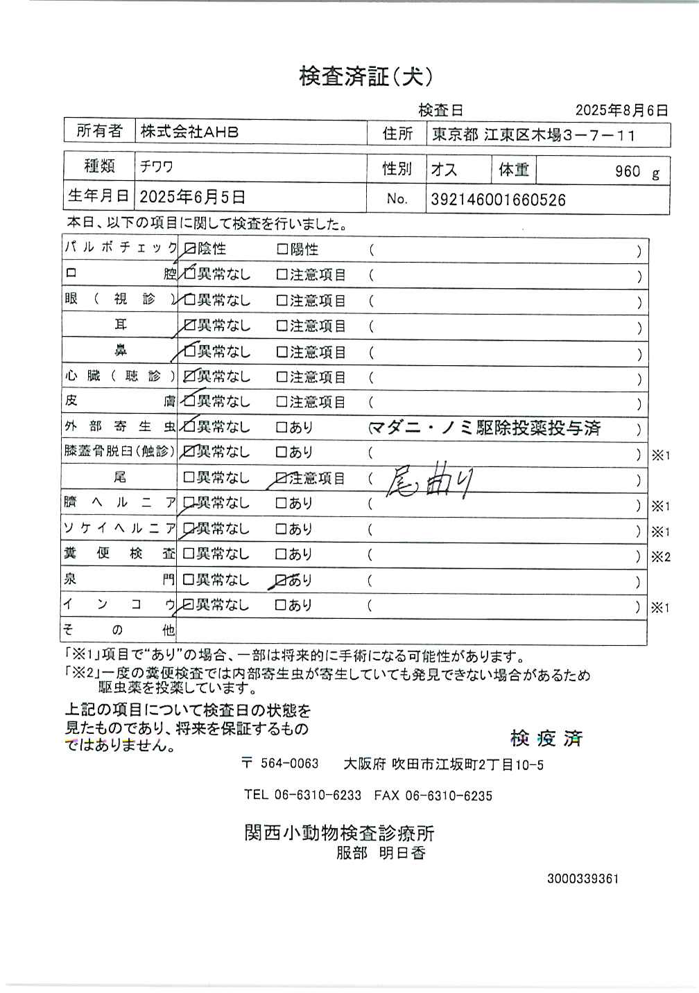 チワワ