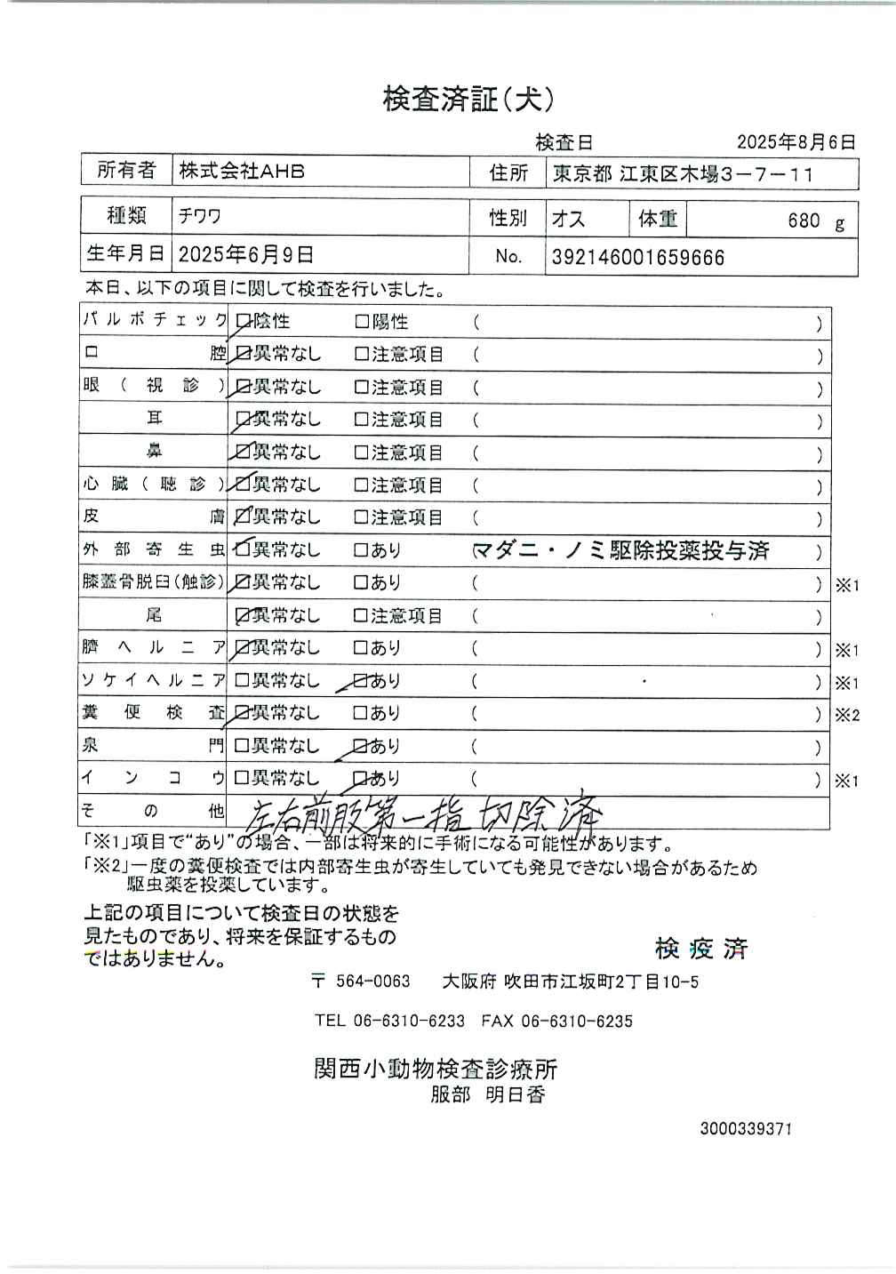チワワ