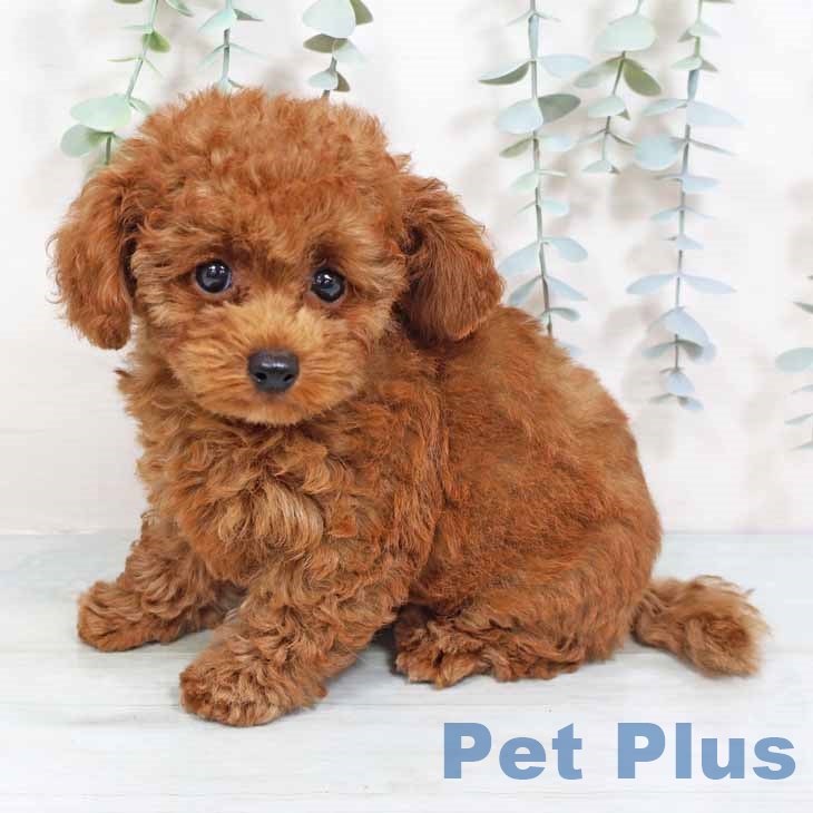 大阪府のトイプードル(トイ) (ペットプラス鶴見店/2025年5月30日生まれ/男の子/レッド)の子犬