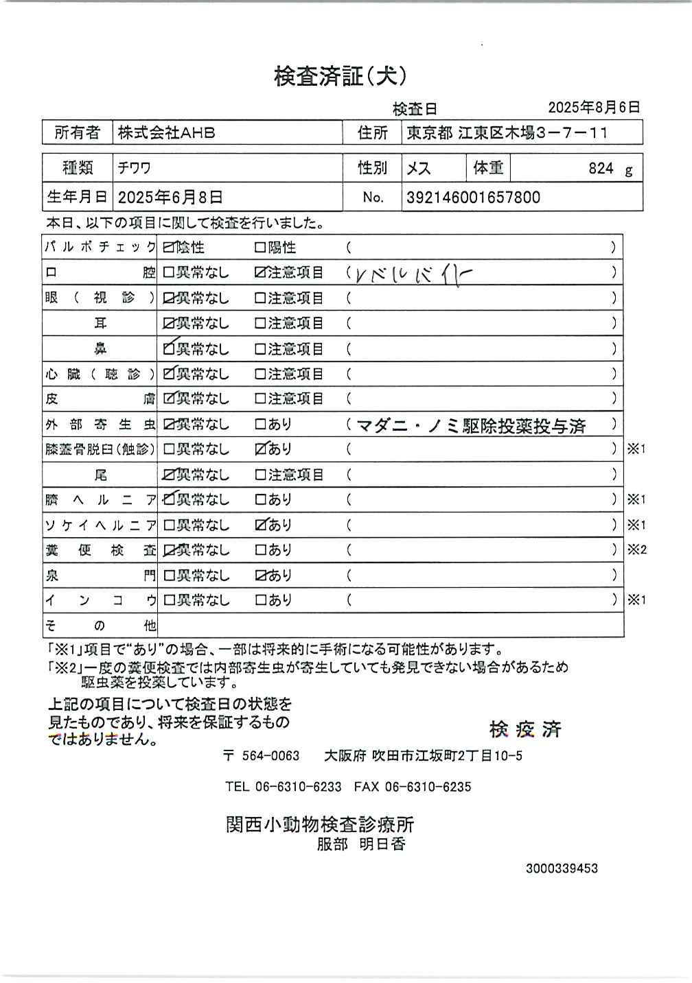 チワワ