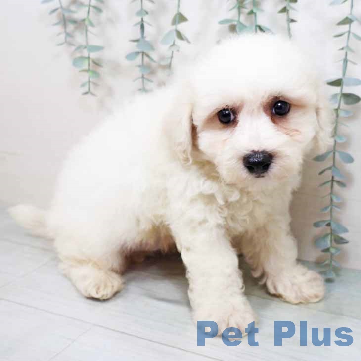 大阪府のビションフリーゼ (ペットプラス松原店/2025年6月11日生まれ/男の子/ホワイト)の子犬
