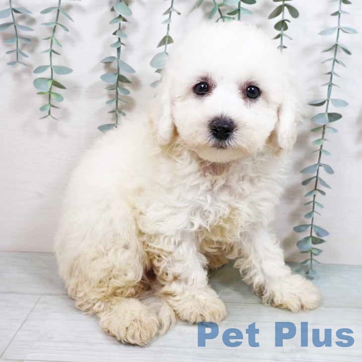 京都府のビションフリーゼ (ペットプラス醍醐店/2025年6月11日生まれ/男の子/ホワイト)の子犬