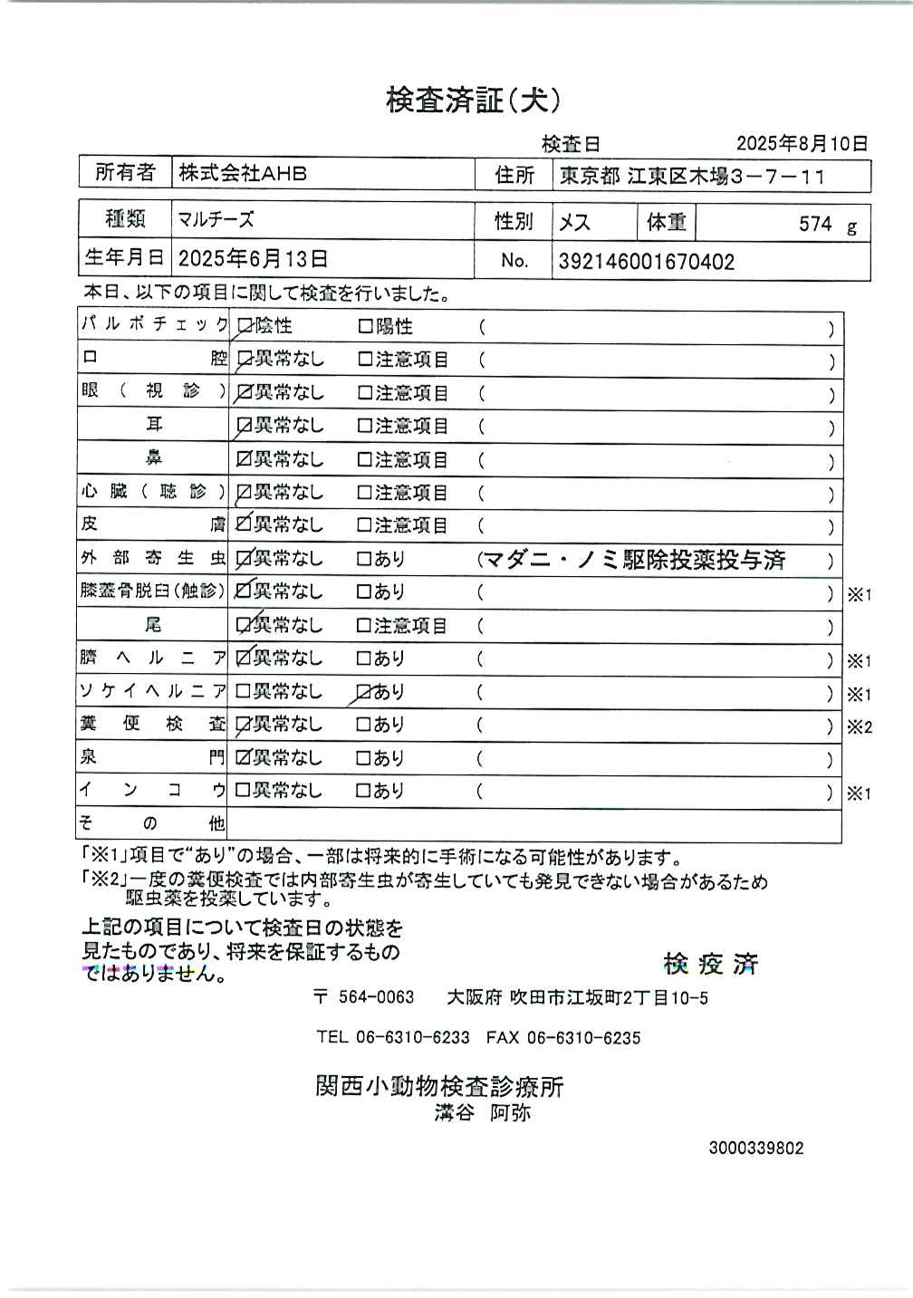 マルチーズ