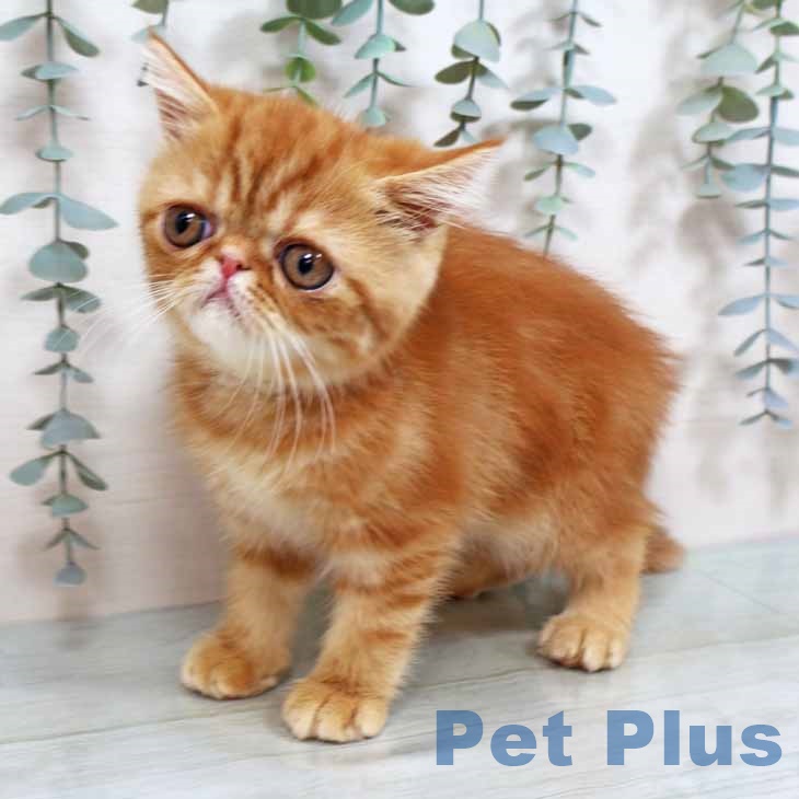 大阪府のエキゾチック (ペットプラス鶴見店/2025年5月29日生まれ/女の子/レッドタビー)の子猫の2枚目の画像