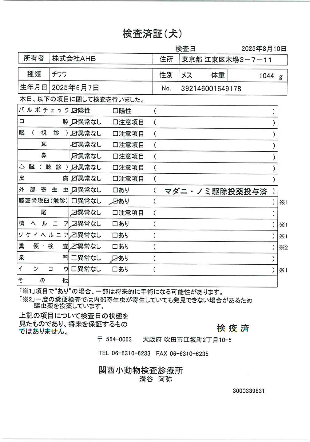 チワワ