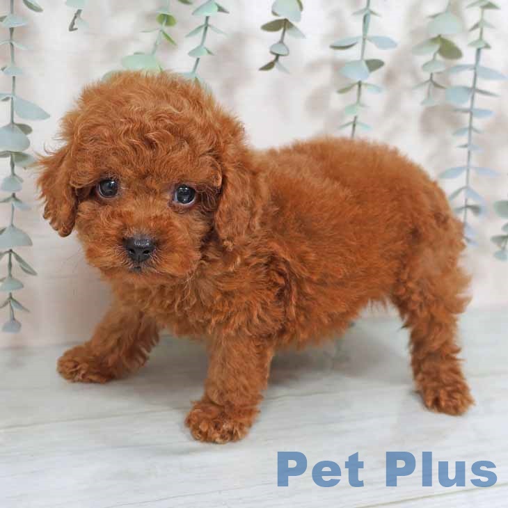 大阪府のトイプードル(トイ) (ペットプラスイオン大日店/2025年6月12日生まれ/男の子/レッド)の子犬