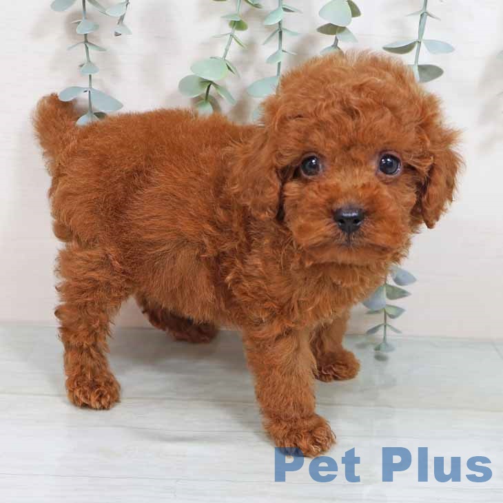 大阪府のトイプードル(トイ) (ペットプラスイオン大日店/2025年6月12日生まれ/男の子/レッド)の子犬の2枚目の画像
