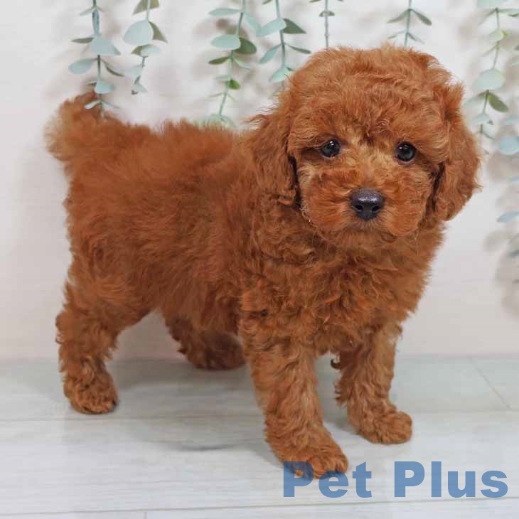 大阪府のトイプードル(トイ) (ペットプラス鶴見店/2025年6月12日生まれ/男の子/レッド)の子犬