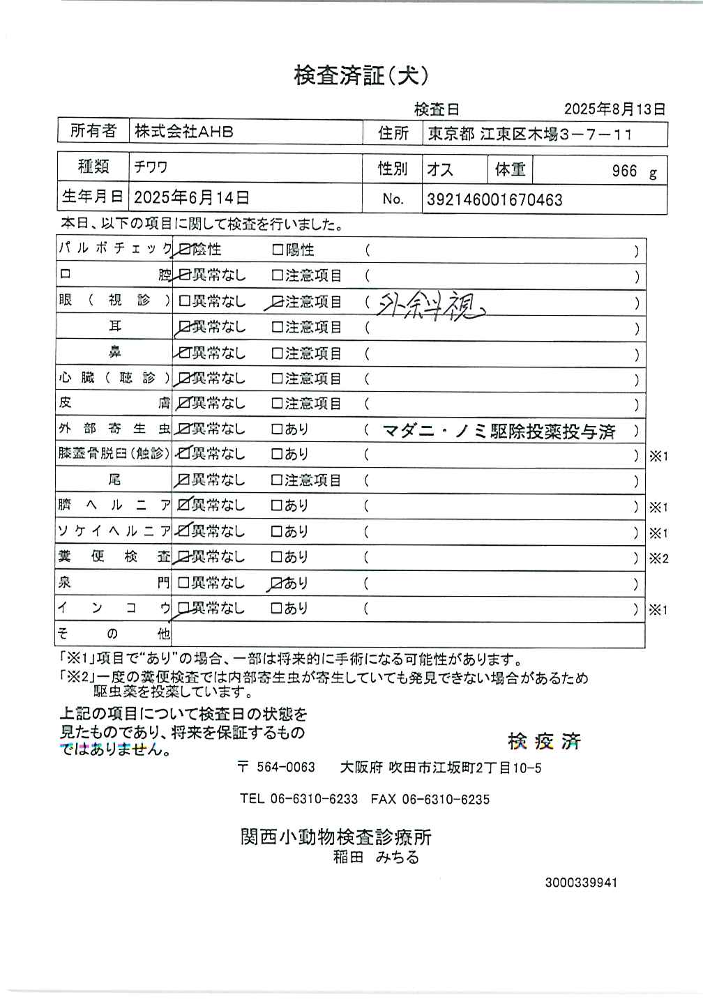 チワワ