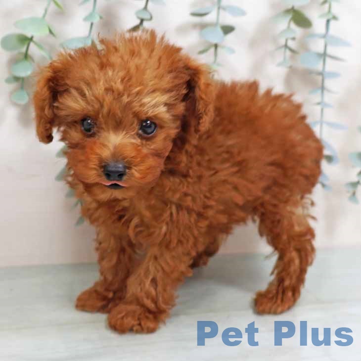 大阪府のトイプードル(トイ) (ペットプラスイオン大日店/2025年6月13日生まれ/男の子/レッド)の子犬