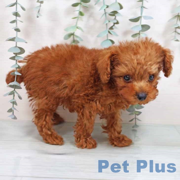 大阪府のトイプードル(トイ) (ペットプラスイオン大日店/2025年6月13日生まれ/男の子/レッド)の子犬の2枚目の画像