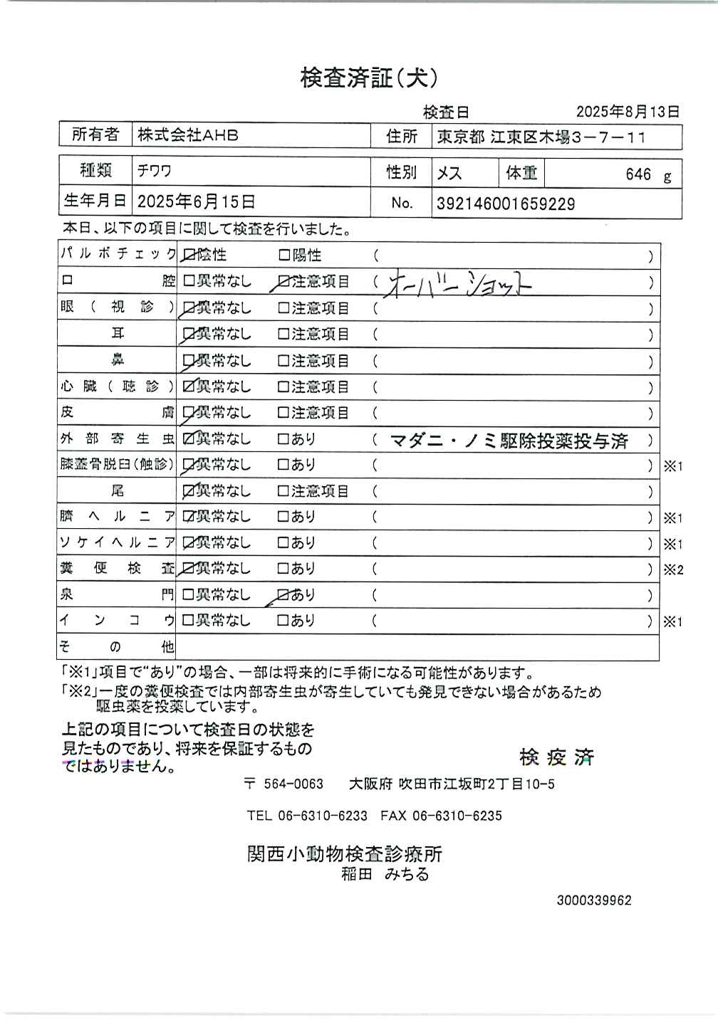 チワワ