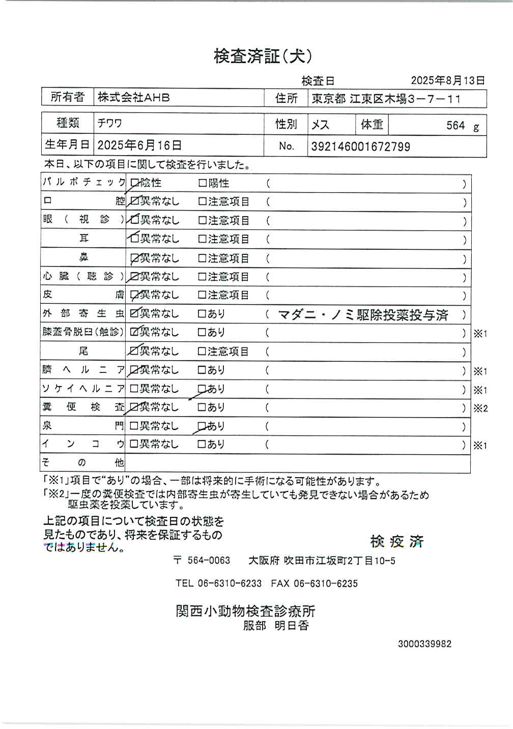 チワワ