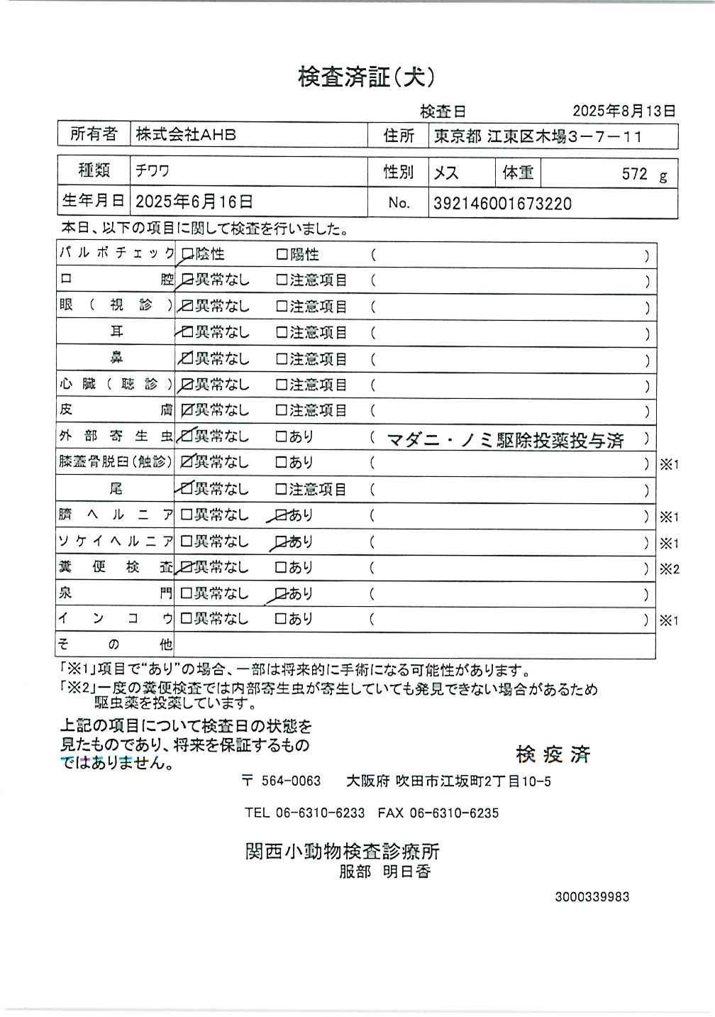 チワワ