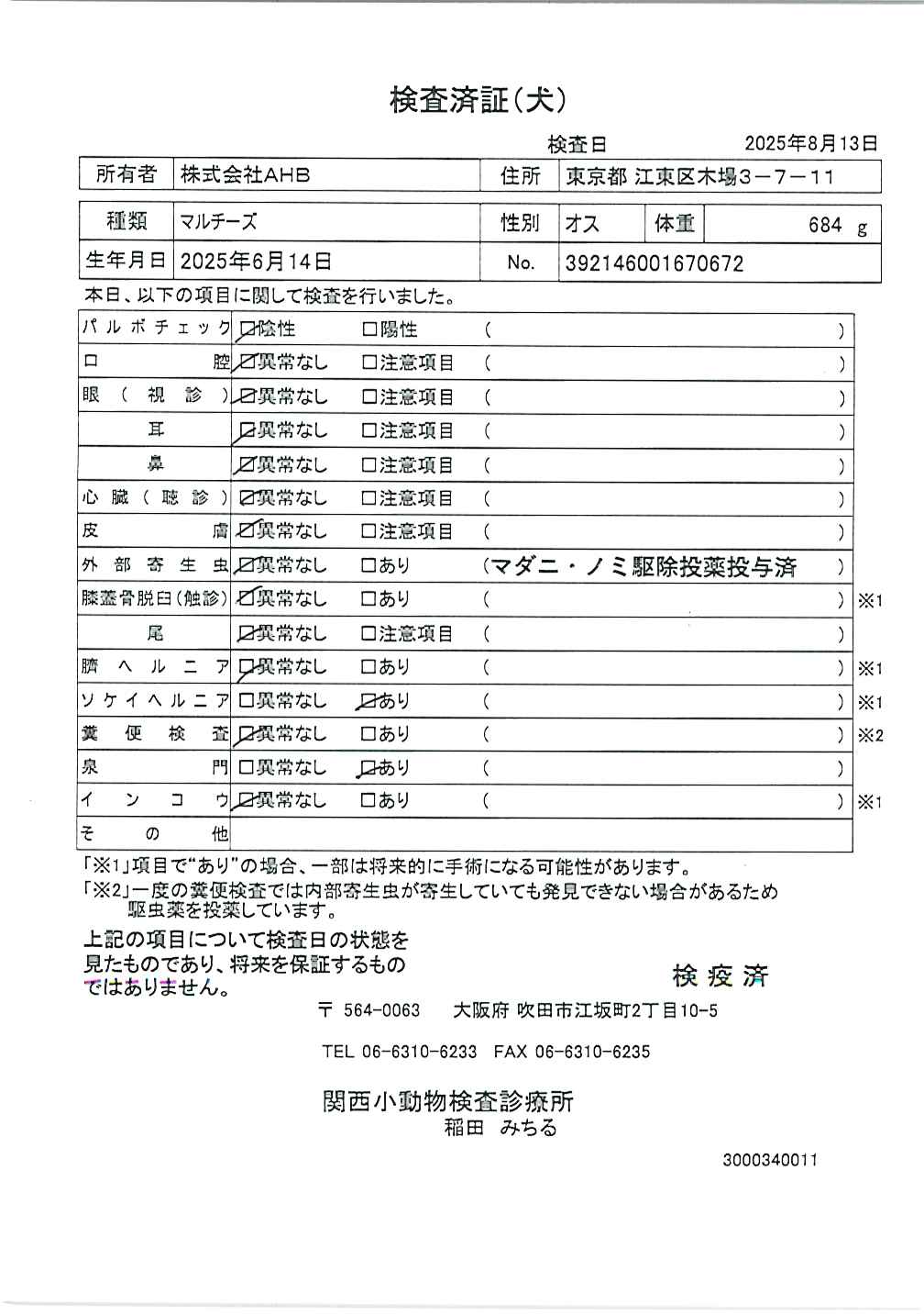マルチーズ