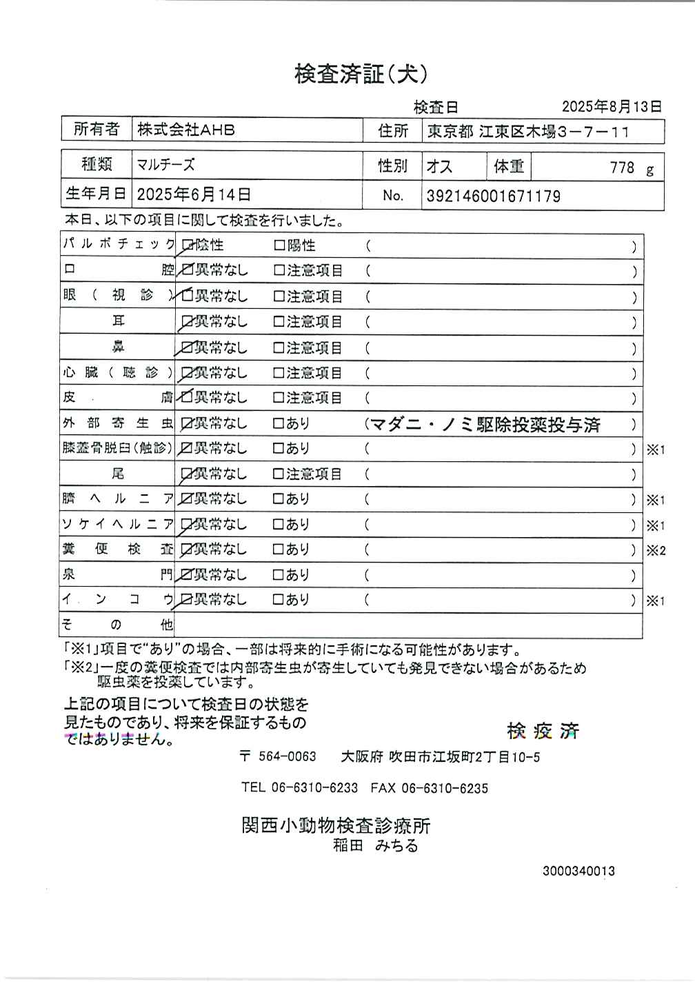 マルチーズ
