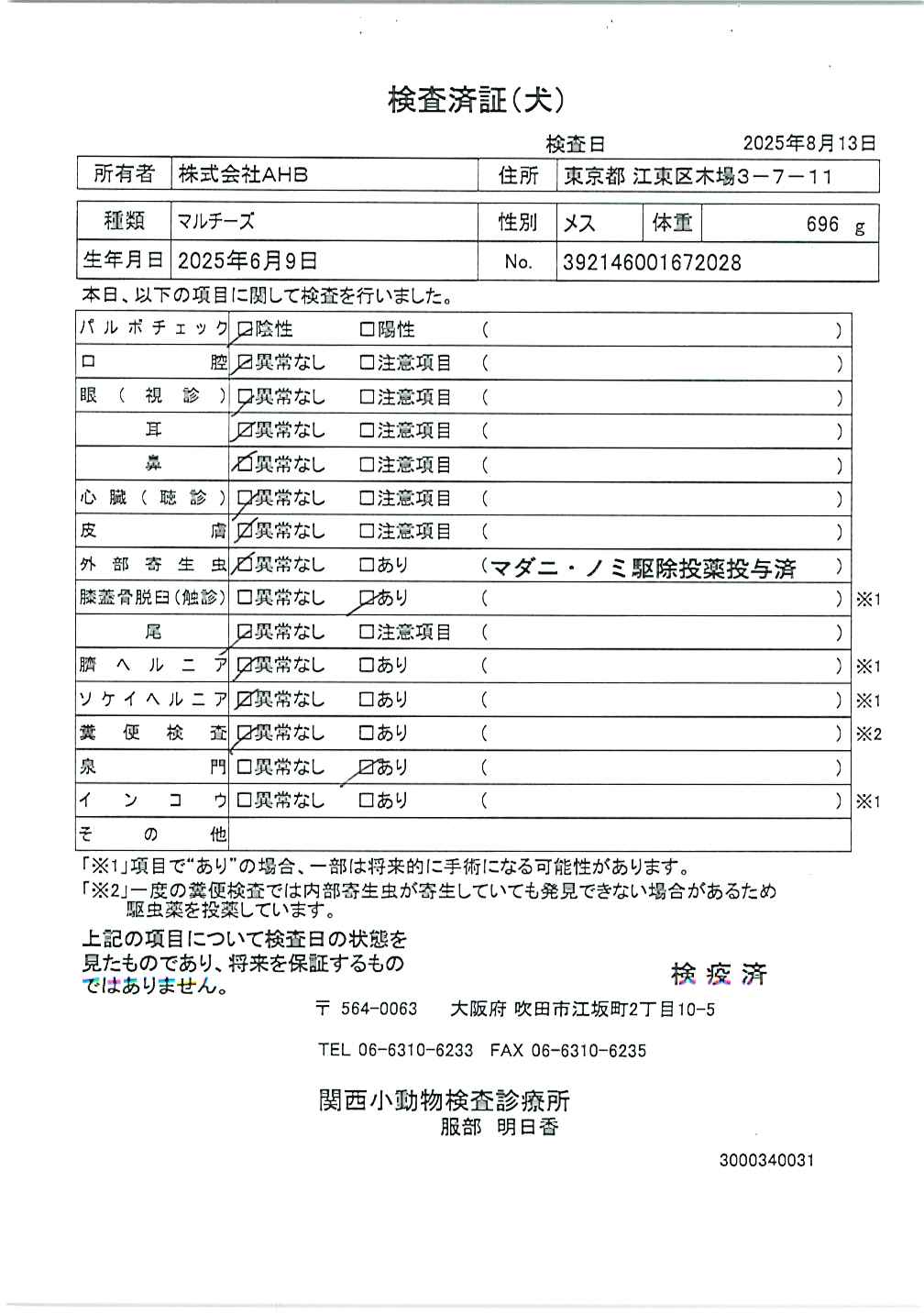 マルチーズ