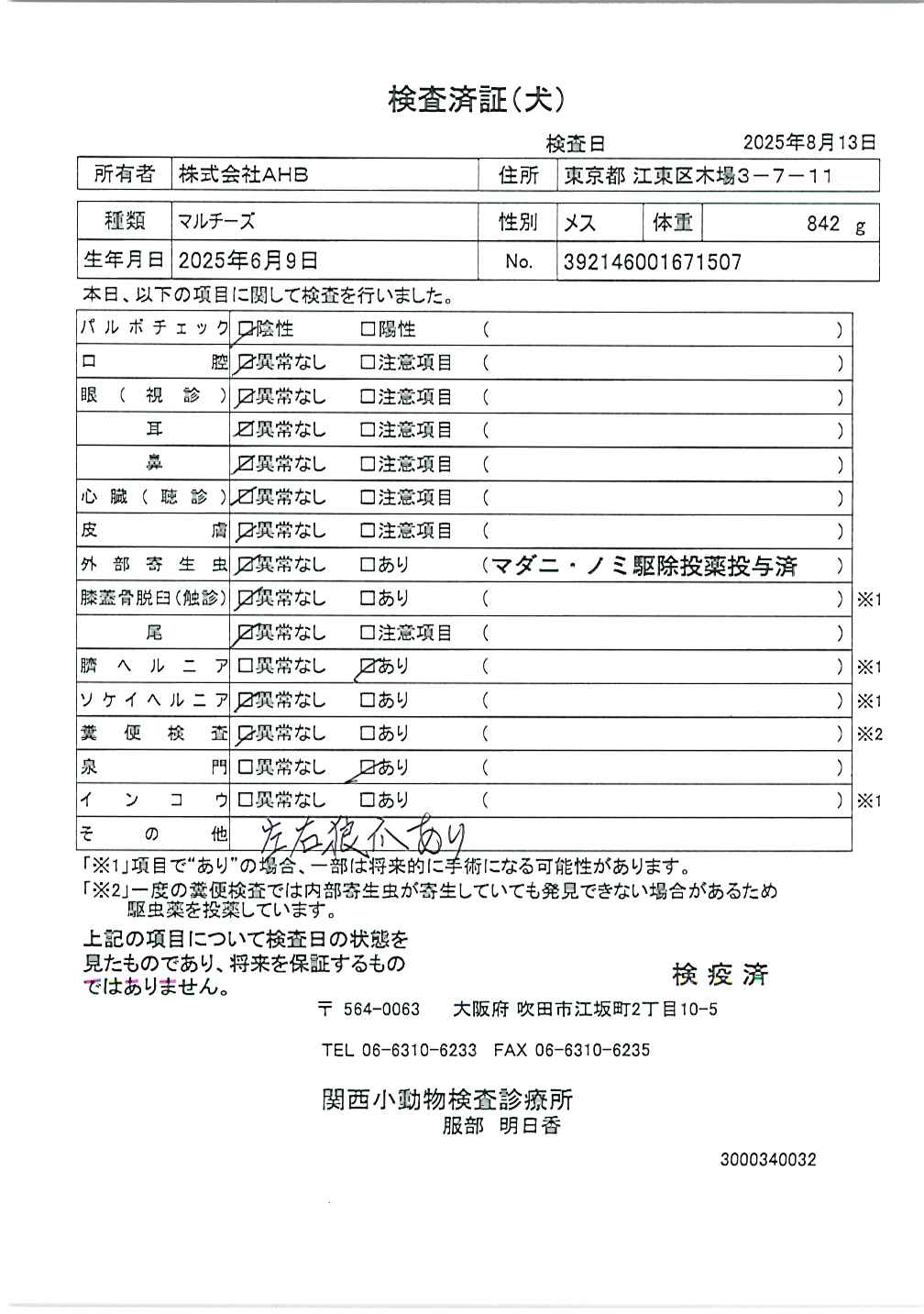 マルチーズ