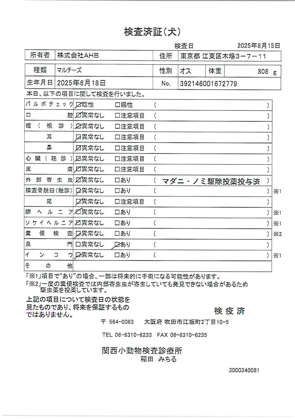 マルチーズ