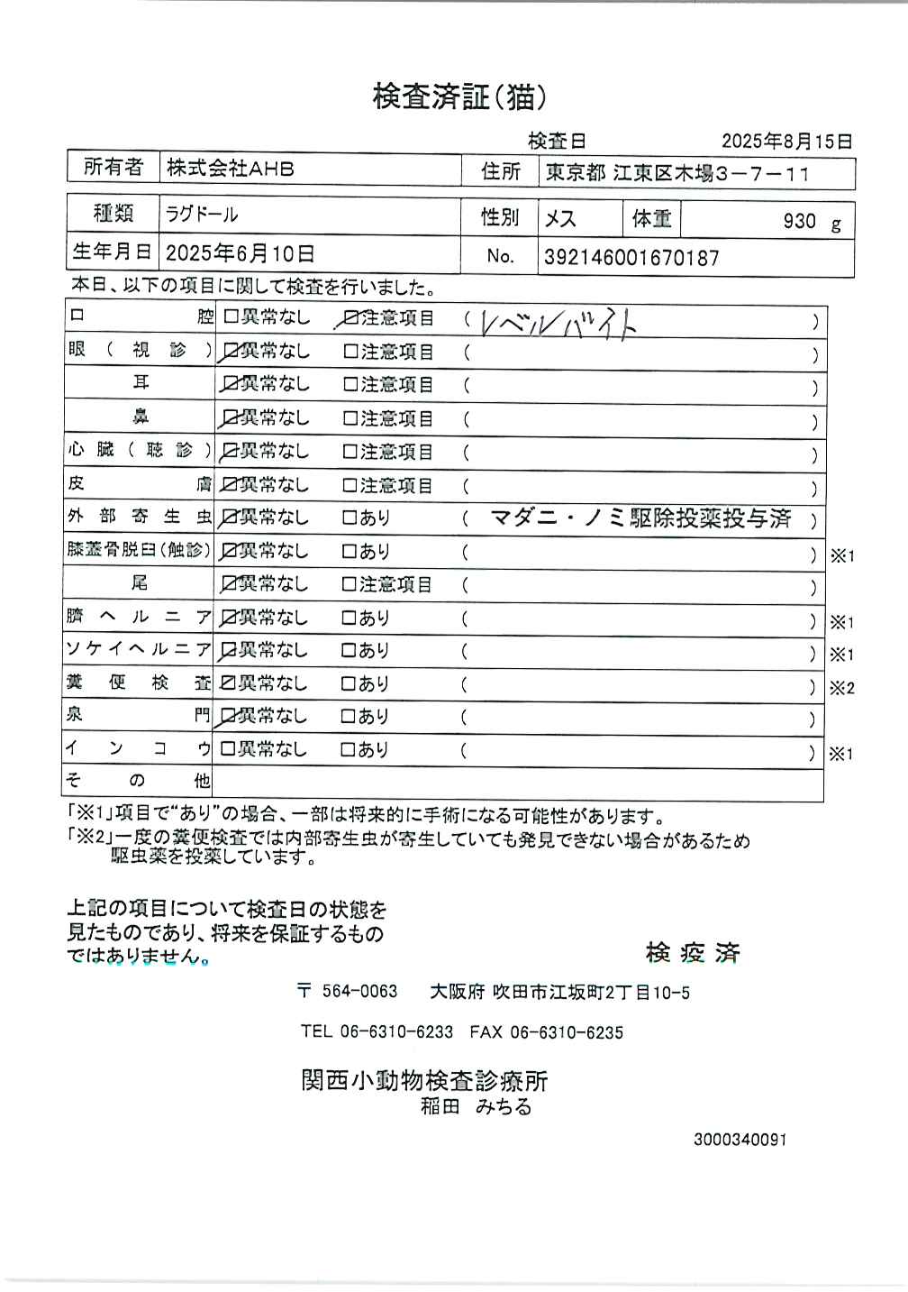 ラグドール