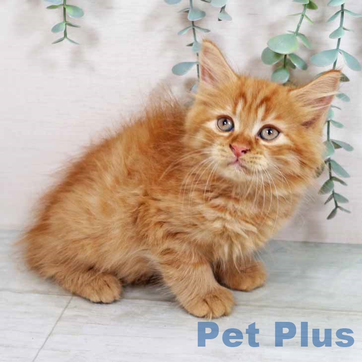 大阪府のラガマフィン (ペットプラスイオン大日店/2025年6月17日生まれ/男の子/レッドタビー)の子猫の1枚目の画像