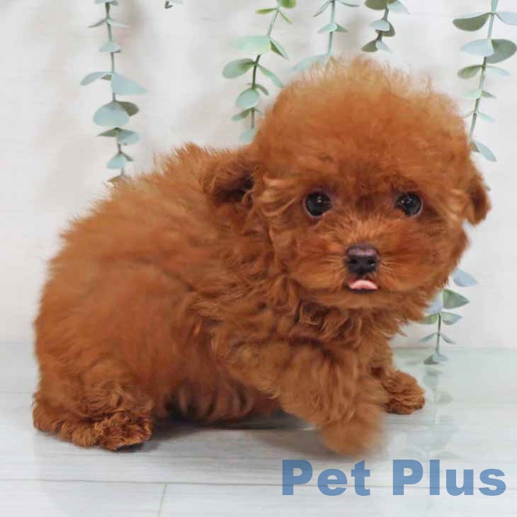 大阪府のトイプードル(トイ) (ペットプラスイオン大日店/2025年6月8日生まれ/女の子/レッド)の子犬