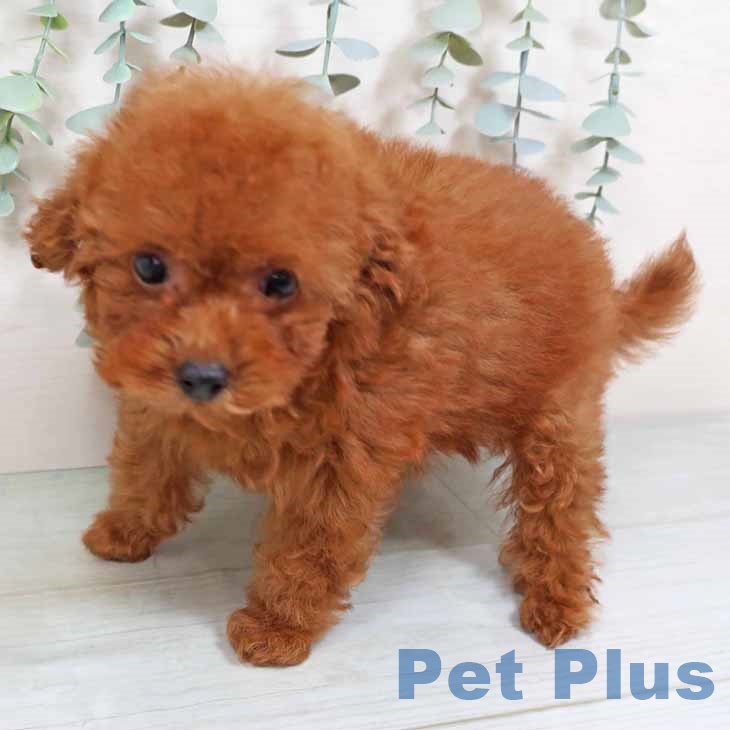 大阪府のトイプードル(トイ) (ペットプラス鶴見店/2025年6月8日生まれ/女の子/レッド)の子犬