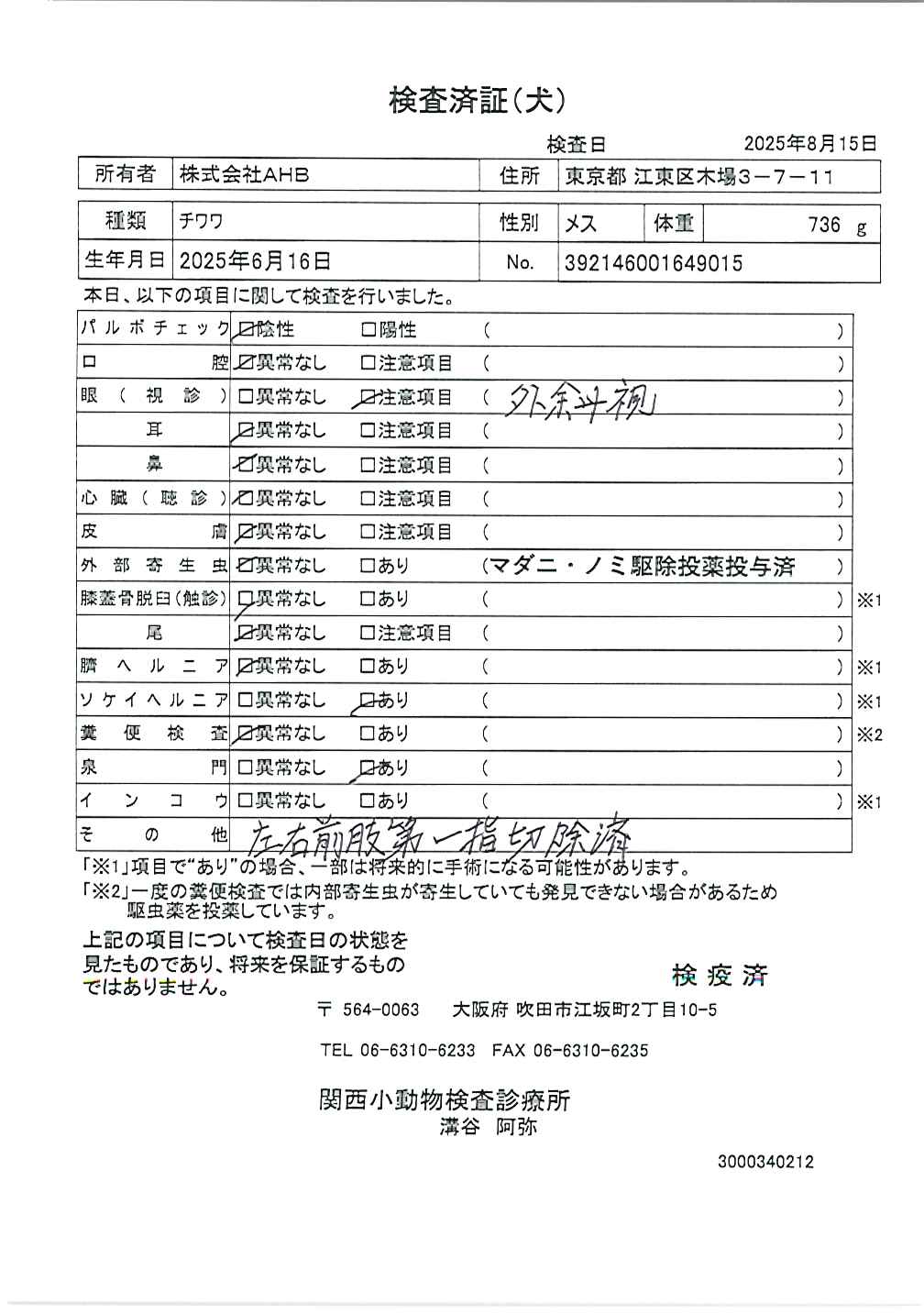チワワ
