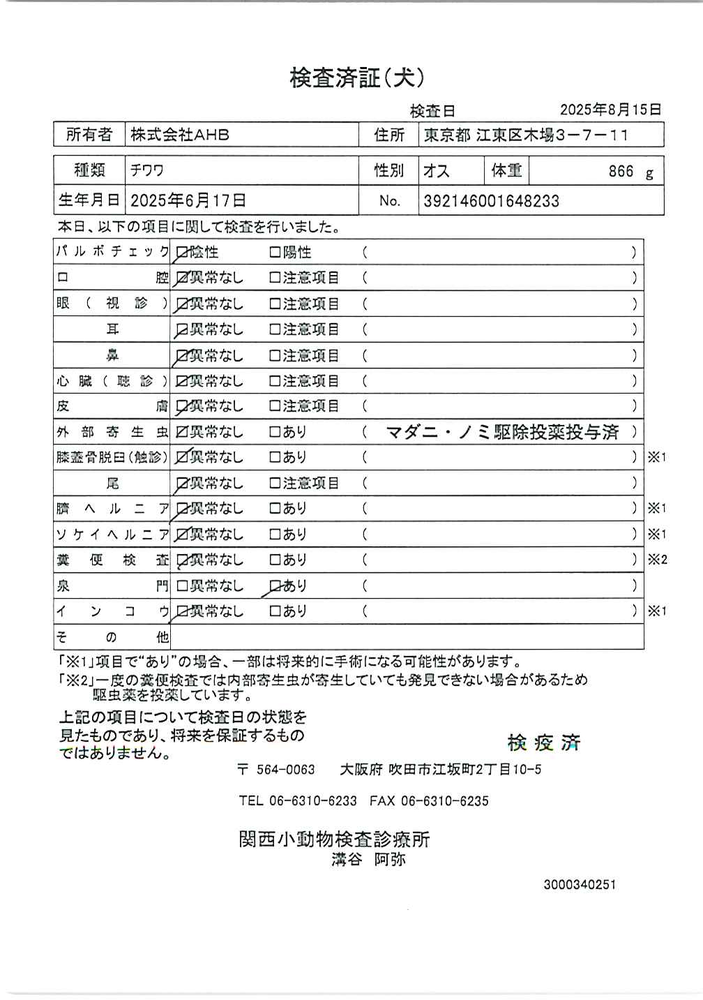 チワワ