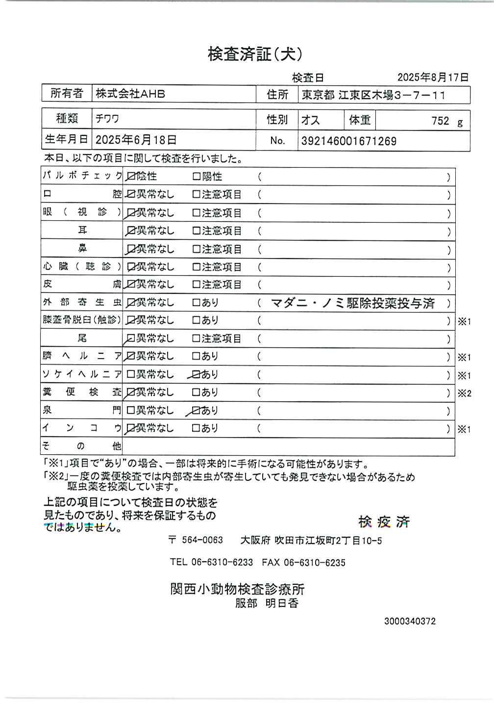 チワワ
