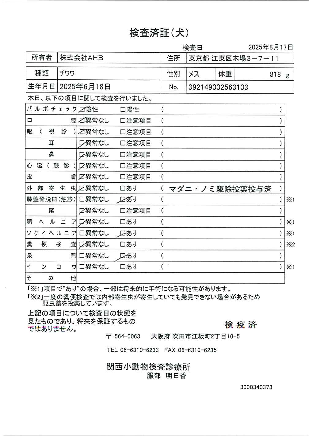 チワワ