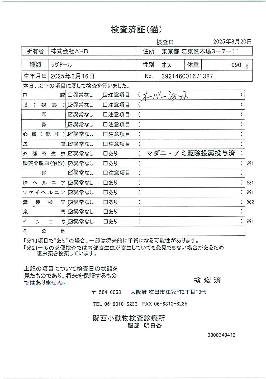 ラグドール