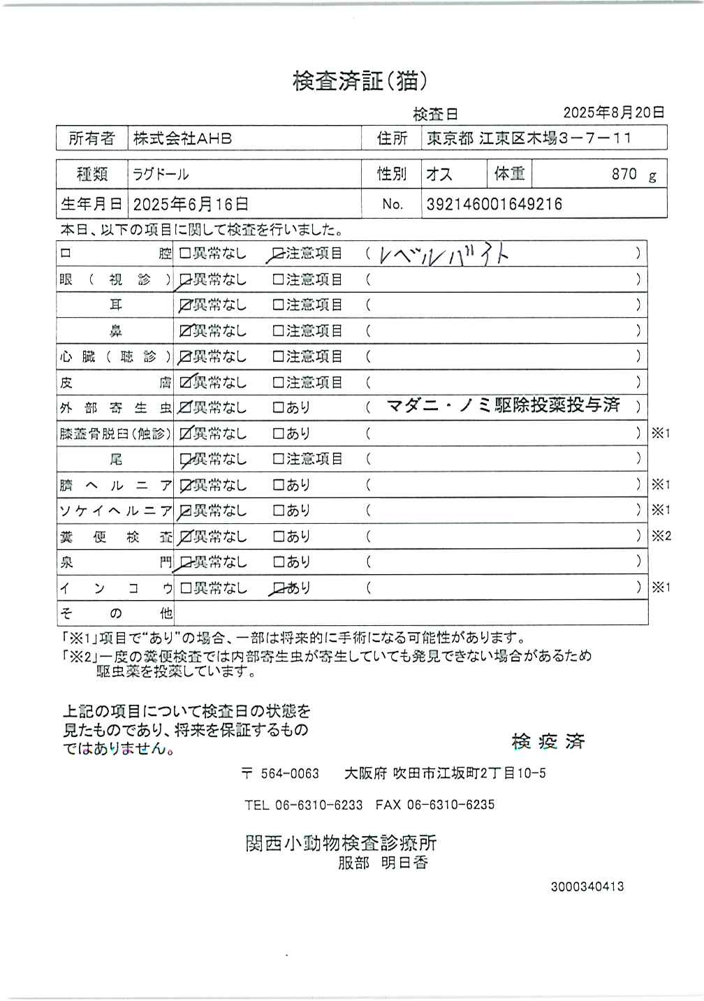 ラグドール