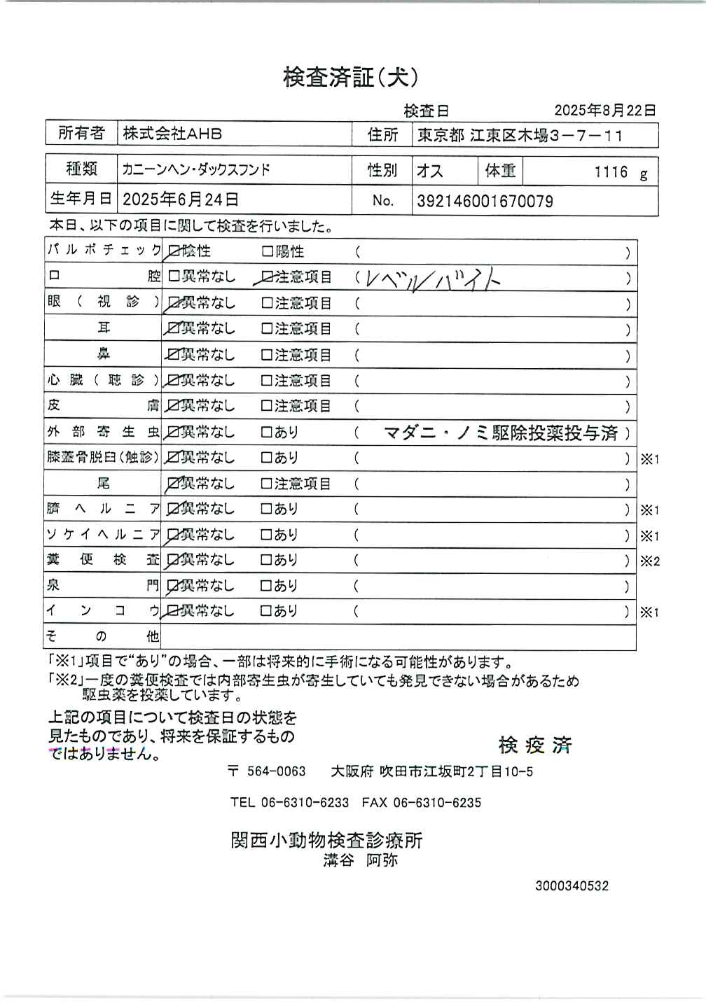 カニーンヘン・ダックスフンド