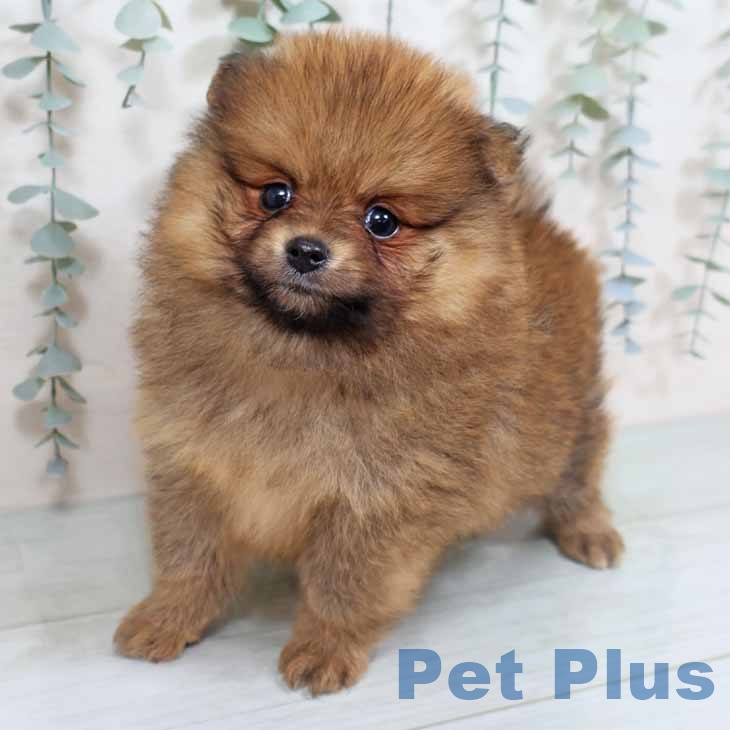 京都府のポメラニアン (ペットプラスイオンモールKYOTO店/2025年6月24日生まれ/男の子/オレンジ)の子犬の2枚目の画像