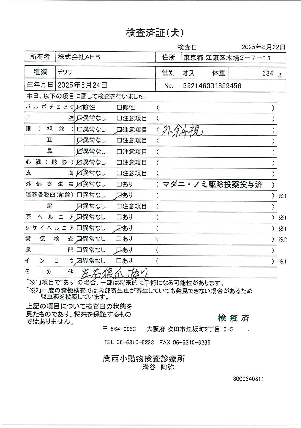 チワワ