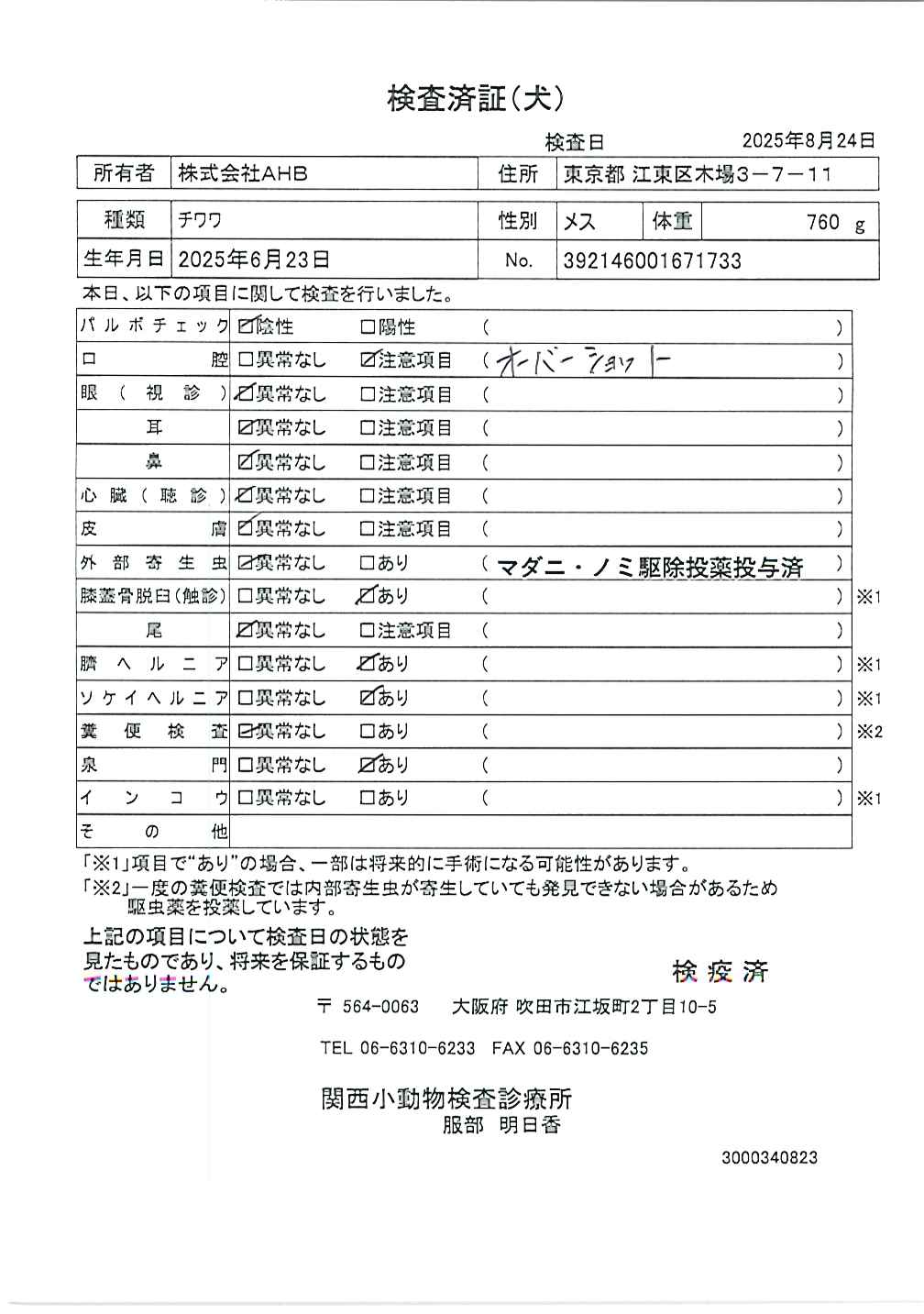 チワワ