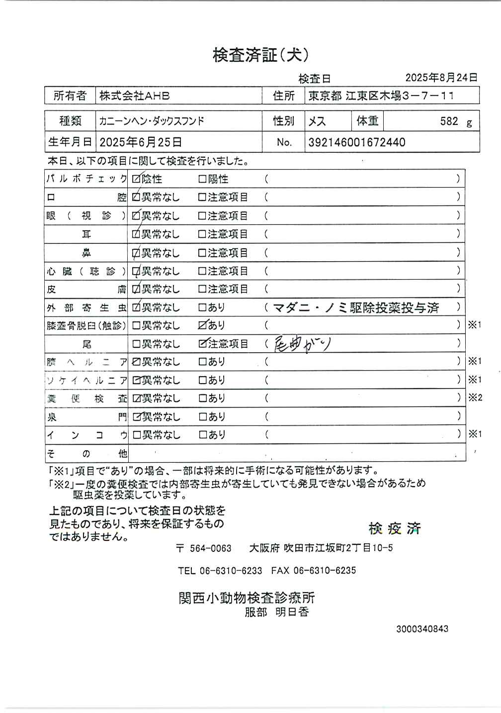 カニーンヘン・ダックスフンド