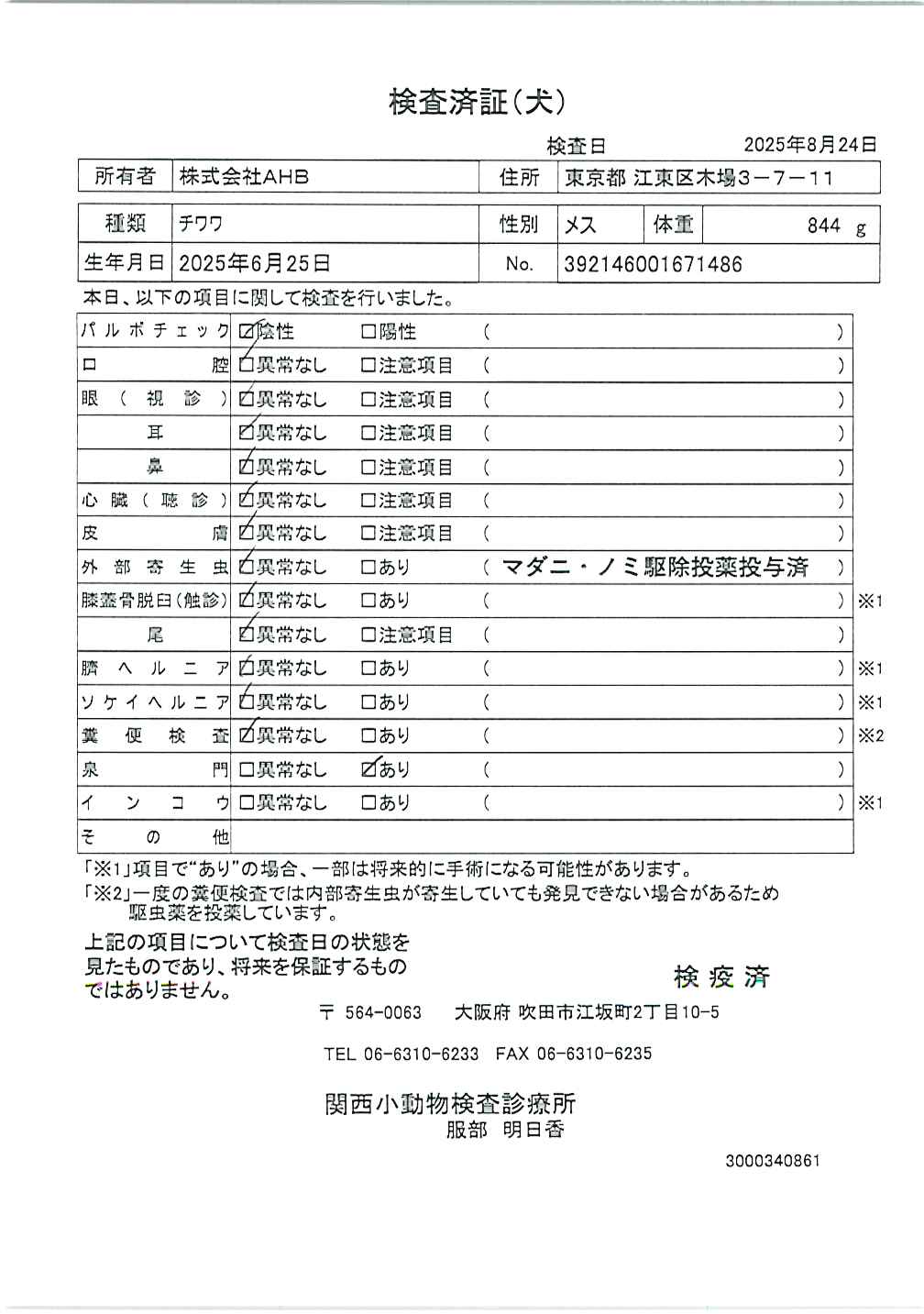 チワワ