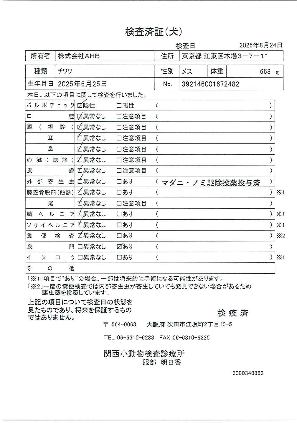 チワワ