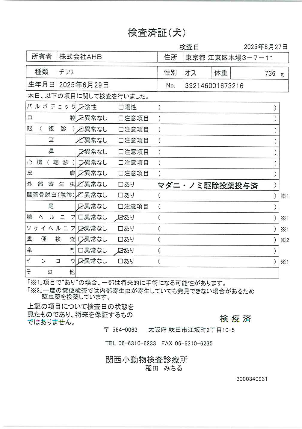 チワワ