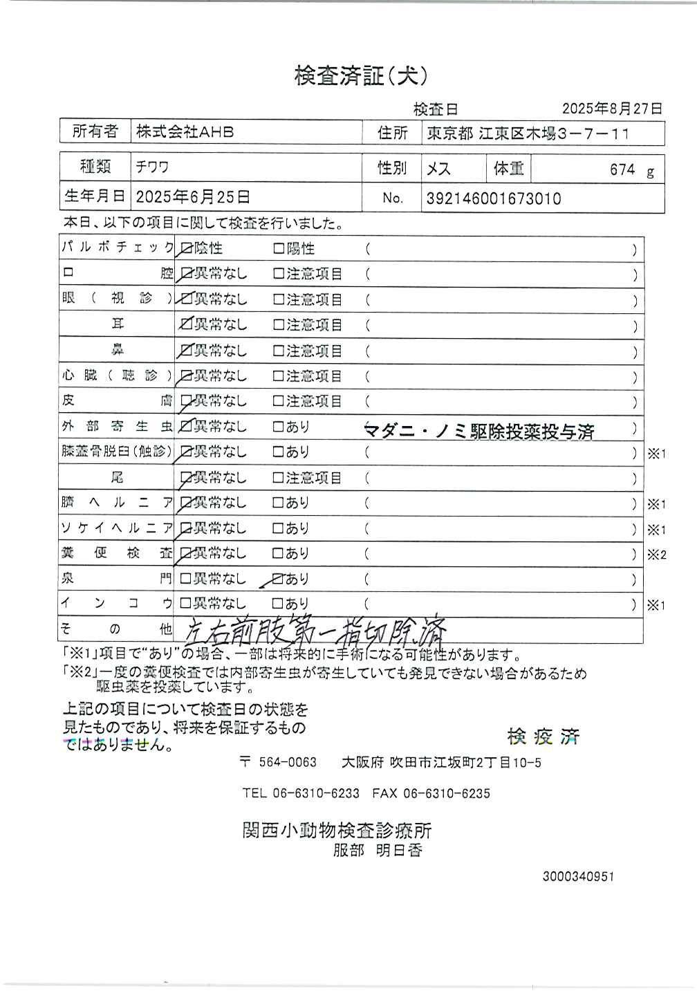 チワワ