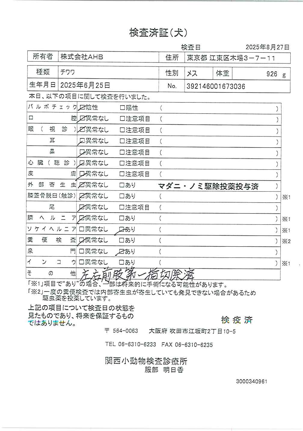 チワワ