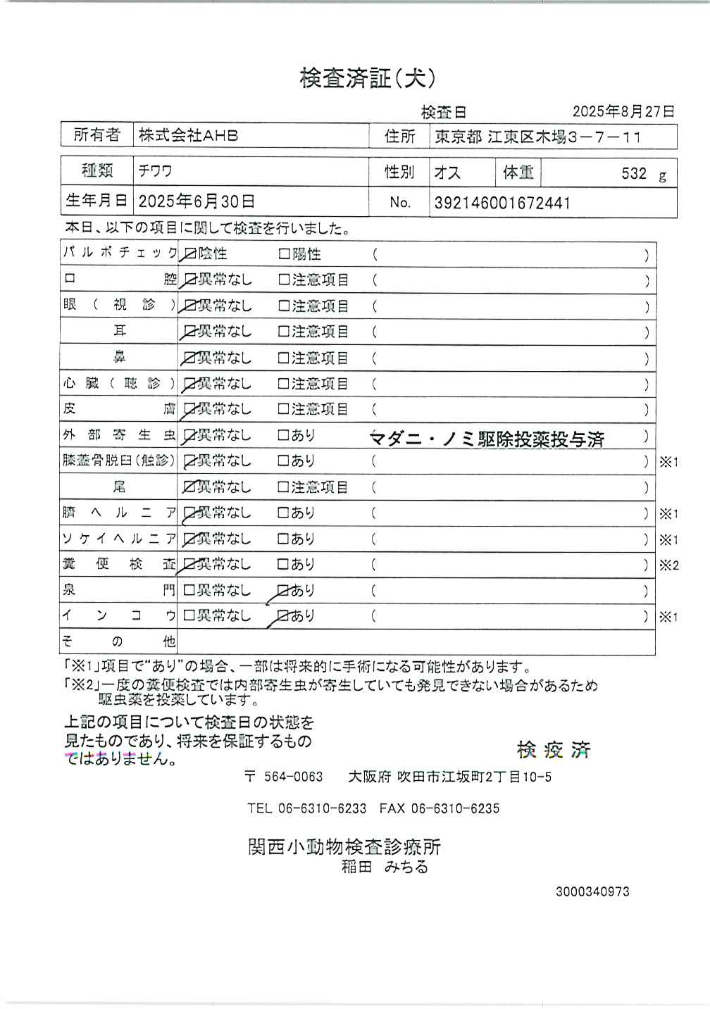 チワワ