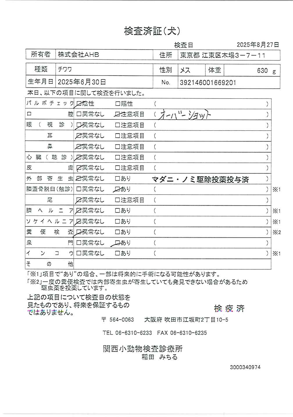チワワ